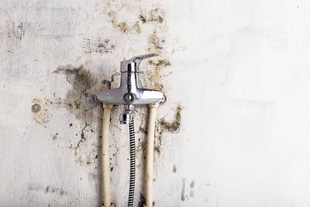 Best Local Mold Removal Service  in Booker, TX