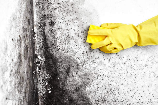 Best Attic Mold Removal  in Booker, TX