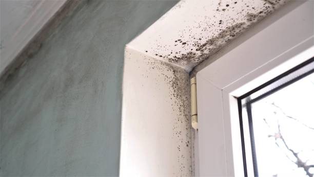 Best Mold Damage Repair  in Booker, TX