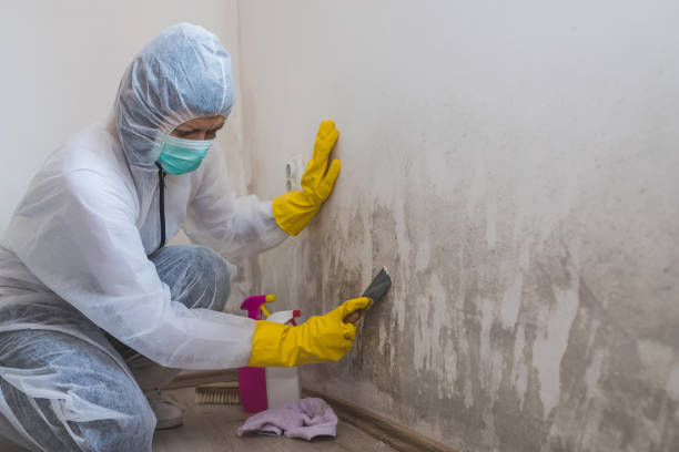 Professional Mold Removal in Booker, TX