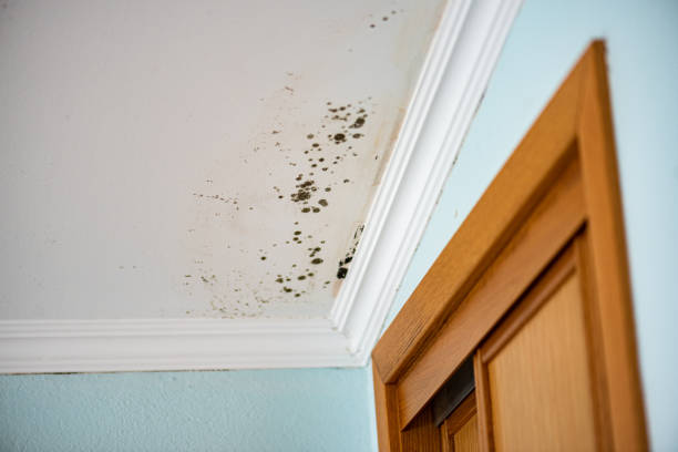 Home Mold Removal in Booker, TX