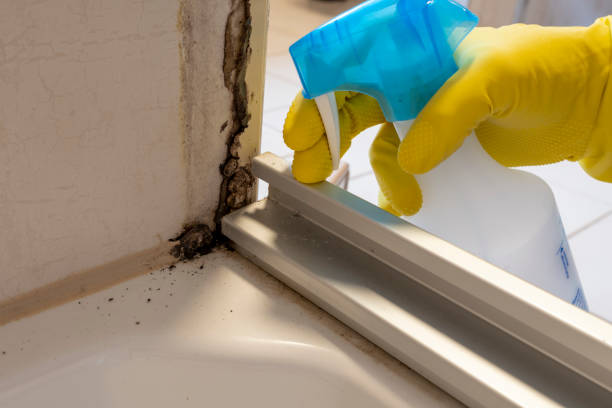 Mold Removal Process in Booker, TX