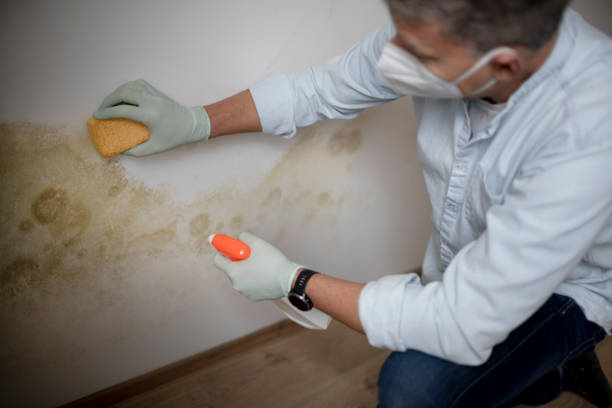 Best Mold Removal Company Near Me  in Booker, TX