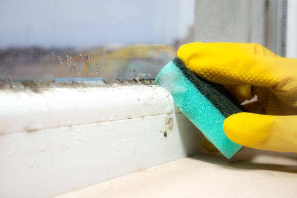 Best Affordable Mold Removal  in Booker, TX