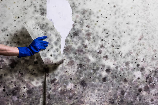 Best Fast Mold Removal  in Booker, TX