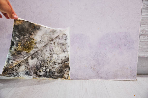 Best Mold Cleaning Services  in Booker, TX